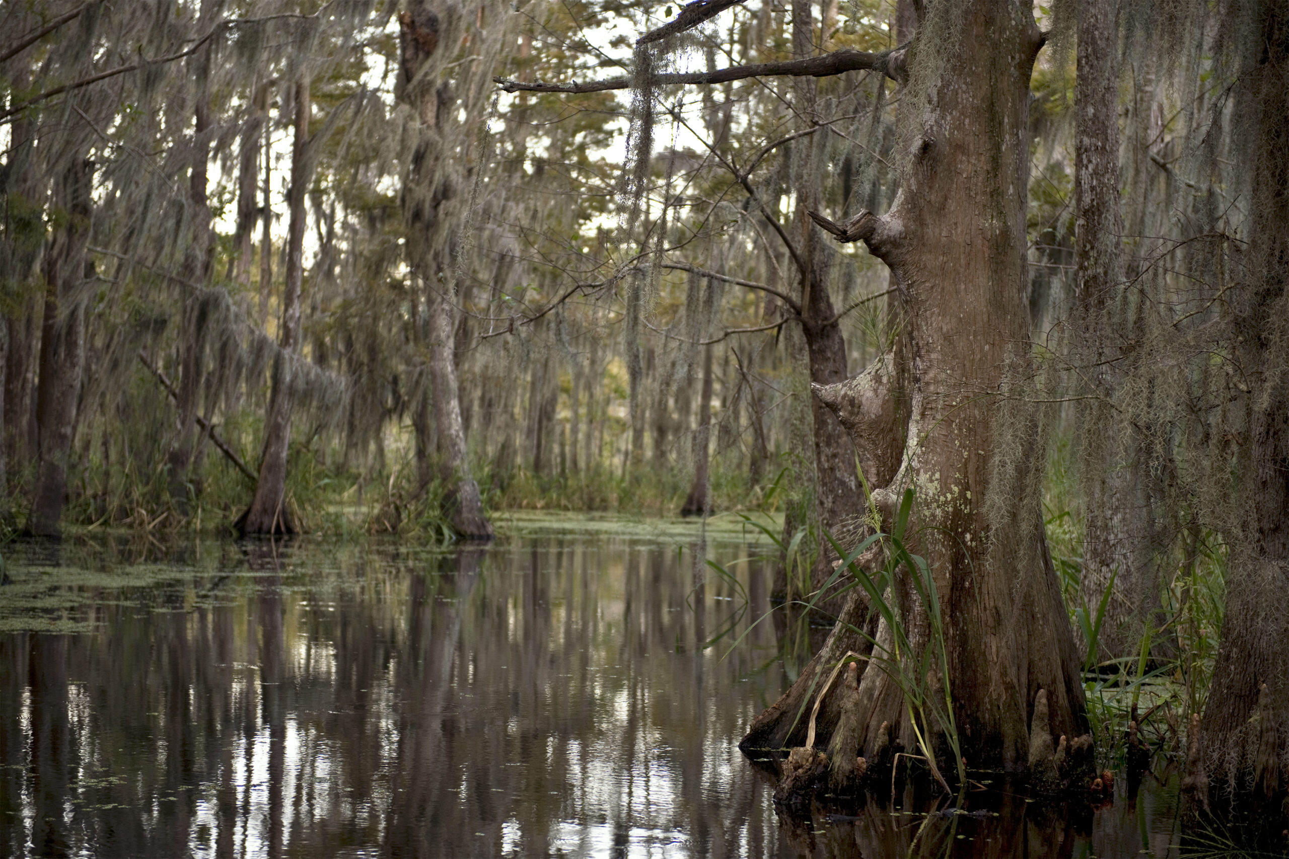 bayou swamp tour near new orleans
