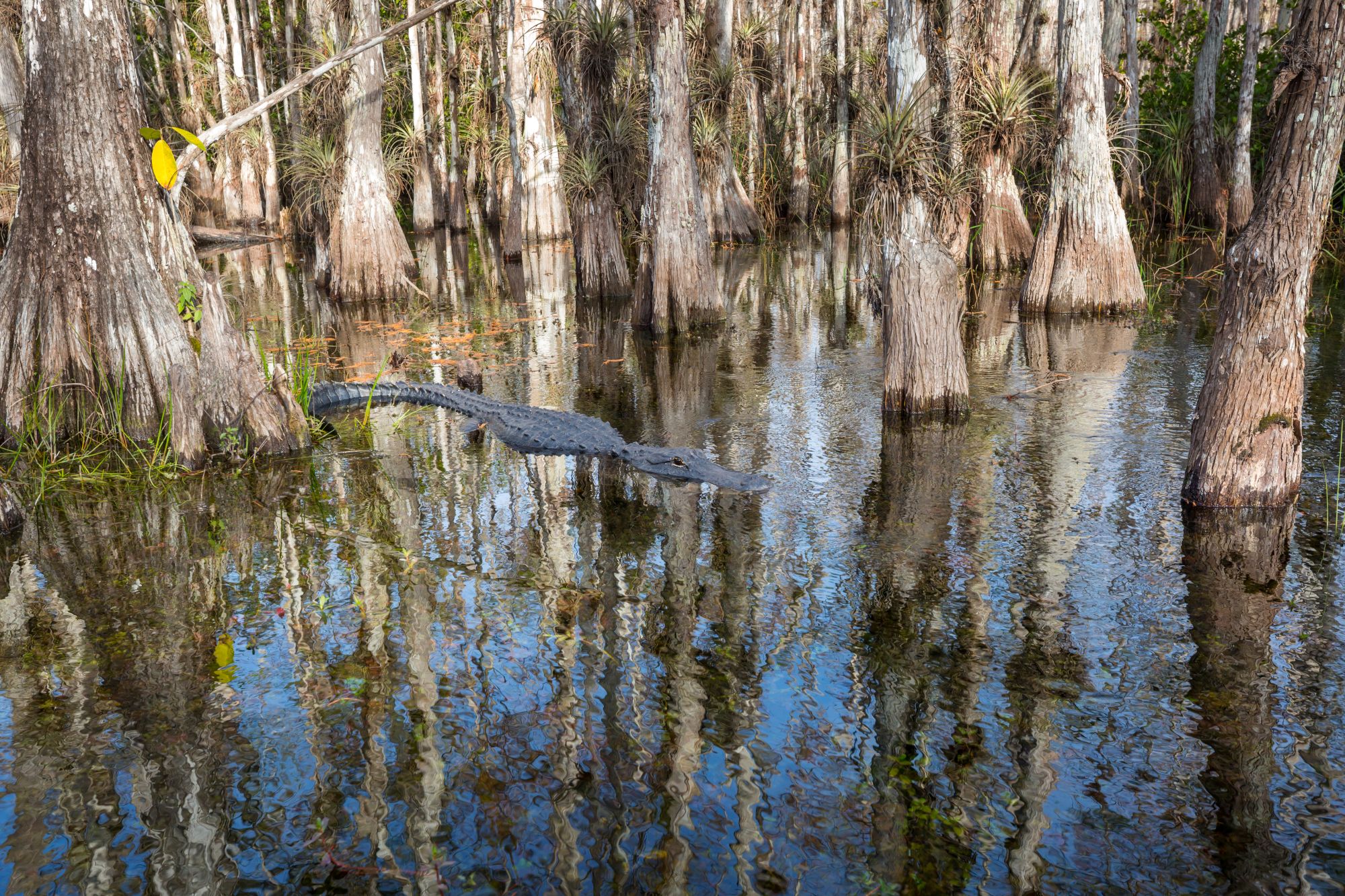 alligator in a swamp